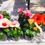 Kiraz Cicegi Butik Akyaka (Mugla)