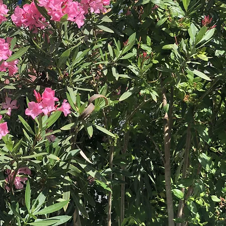 Kiraz Cicegi Butik * Akyaka (Mugla)