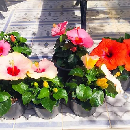 Kiraz Cicegi Butik Akyaka (Mugla)