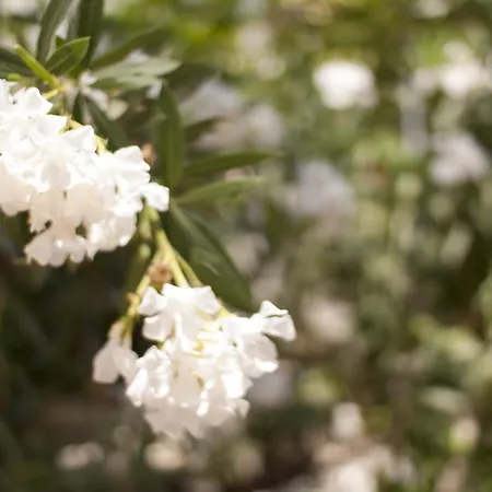 ホテル Kiraz Cicegi Butik アクヤカ