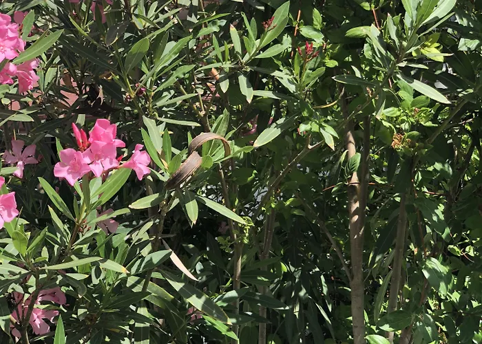 Kiraz Cicegi Butik * Akyaka (Mugla)